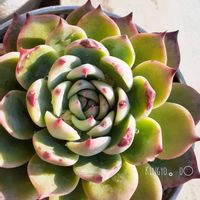 桃太郎,つぼみ,ベランダ多肉,タニラーの画像