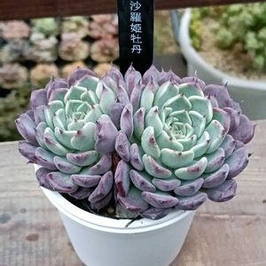 沙羅姫牡丹の画像