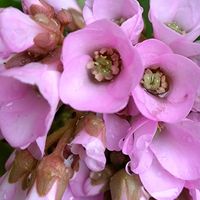 ヤマボウシ,オタフクナンテン,万両の実,カレンデュラ　コーヒークリーム,庭の画像