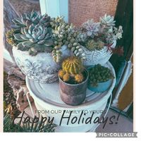 サボテン,寄せ植え,多肉ちゃん,Theｽﾞﾎﾞﾗ~,かんたんdiyの画像