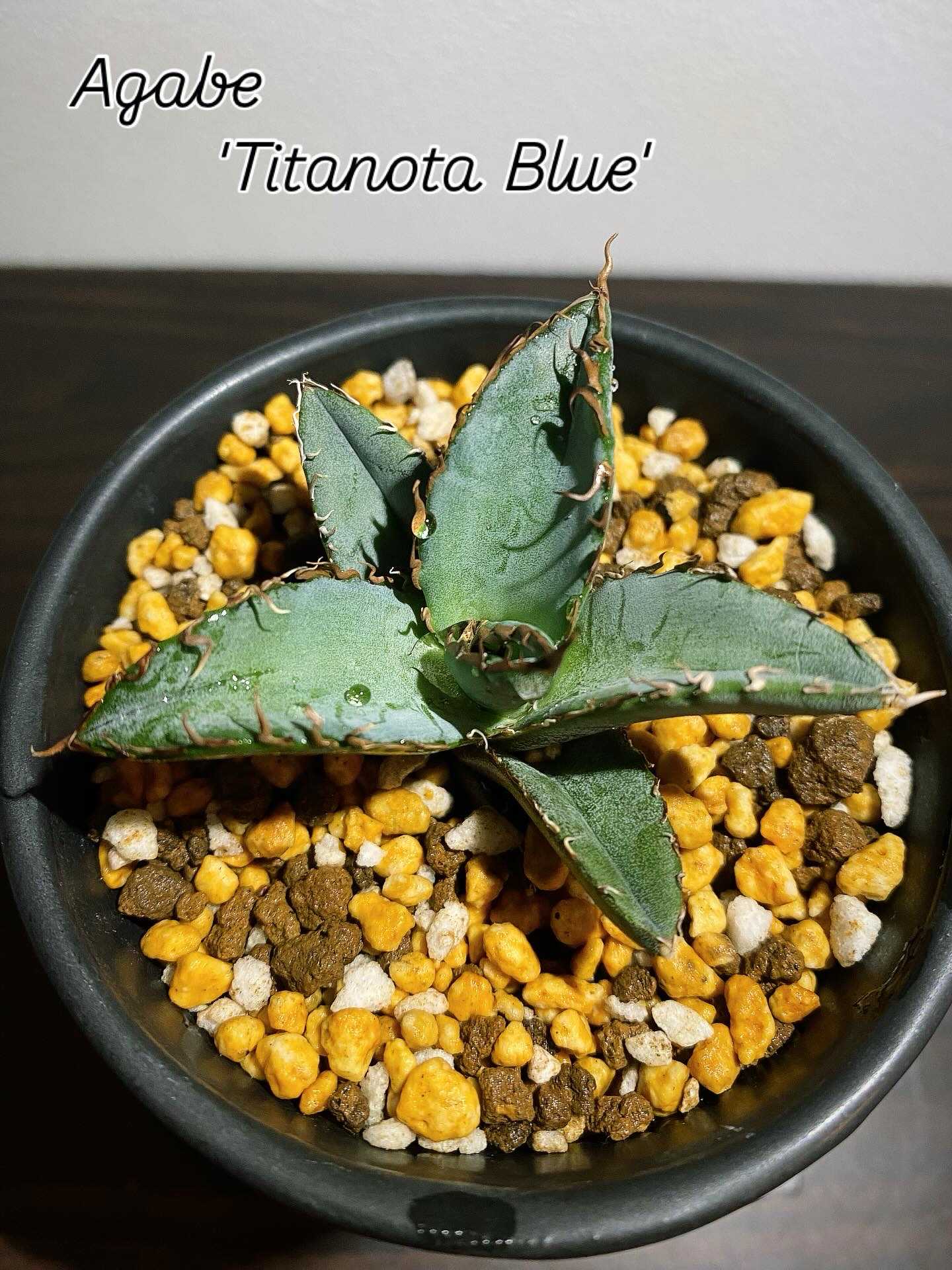 塊根植物・コーデックス｜🍀GreenSnap（グリーンスナップ）