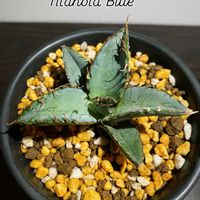 アガベ,塊根植物,アガベ属,珍奇植物,植物のある暮らしの画像