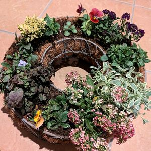 シクラメン,ビオラ,カルーナ,シレネ・ユニフローラ,オレガノ  ミルフィーユリーフの画像