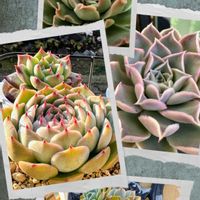 七福神,多肉植物,可愛い,ピンク,元気！の画像