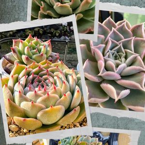 七福神,多肉植物,可愛い,ピンク,元気！の画像