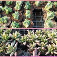 多肉植物,塊根植物,コーデックス,二和園,千葉県の画像