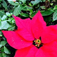 ポインセチア,ホトトギス,小さな庭の画像