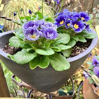 アイビーゼラニウム,アイビーゼラニウム,プリムラ　ジュリアン,プリムラ　ジュリアン,バラ咲きジュリアン・ブルーベリーのムースの画像