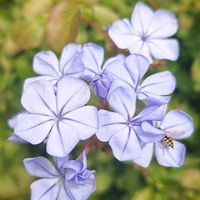 ルリマツリの画像