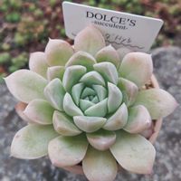 パンダhyb,エケベリア属,お一人様,多肉女子,Dolce's succulentの画像
