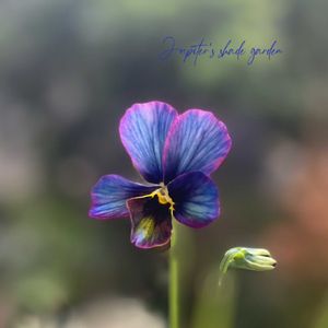 パンジー・ビオラ,神戸べっぴんさんビオラ,幻夢,神戸べっぴんさんビオラ 幻夢,ナチュラルガーデンの画像