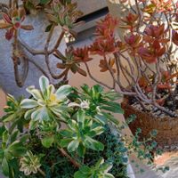 多肉植物,多肉植物の紅葉,元気に育て♡,多肉大好き！の画像
