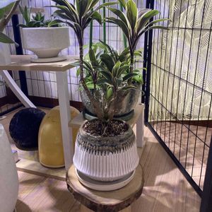 コルジリネ,コルジリネ コーヒーコンパクタ,今日もありがとう,観葉植物も好き,寝室の画像