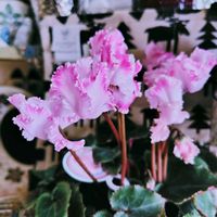 シクラメン,クリスマス,雑貨,ナチュラルガーデン,꒰ღ˘◡˘ற꒱かわゅ~の画像
