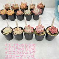 naoさん苗,コロラータxリンゼアナ,多肉植物,鳥取タニラー,福井園芸店の画像