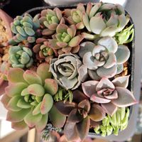 乙女心,チワワエンシス,マッコス,多肉植物,初心者の画像