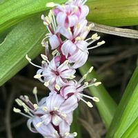 吉祥草,キチジョウソウ,多年草,キジカクシ科,お散歩中の画像