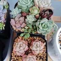 グリーンネックレス,白牡丹,ホワイトストーンクロプ,多肉植物,初心者の画像