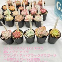 naoさん苗,多肉植物,リメイクバケツ,鳥取タニラー,福井園芸店の画像