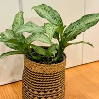 ディフェンバキア,ディフェンバキア ティキ,観葉植物,熱帯植物,サトイモ 科の画像