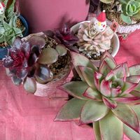 レッドローズ,フィカスアルテシマ,ロメオルビン,ハオルチア  ゴースト,月の雫さんピータン♥️の画像