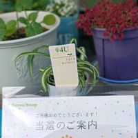 三ッ星品質モニター,小さな庭,玄関,家庭菜園,庭の画像