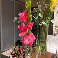 グラジオラスの画像