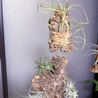 チランジア,バルビシアーナ,イオナンタ,コットンキャンディ,イオナンタ バンハイニンギーの画像