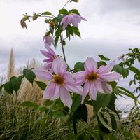 ハイビスカス,パンパスグラス,イロハモミジ,キヅタ,コウテイダリアの画像