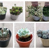 リトルミッシー,野ばらの精,野ばらの精,スプリングワンダー,スプリングワンダーの画像