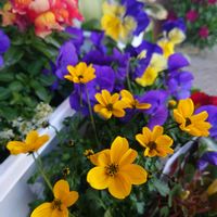 ウインターコスモス,ビデンス,ビデンス,キンギョソウ,ビオラの画像