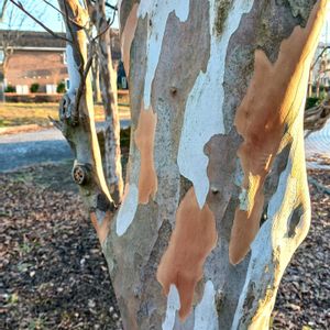 ナツツバキ,花木,樹木,美しい樹木,冬至の画像