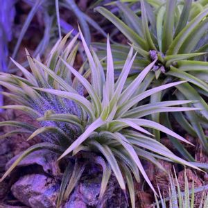 チランジア,ティランジア,エアプランツ,エアープランツ/チランジアの画像