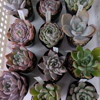 寄せ植え,多肉植物,葉挿し,リメ缶,多肉寄せ植えの画像