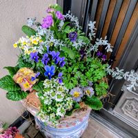 アネモネ,アリッサム,ストック,ネメシア,プリムラの画像