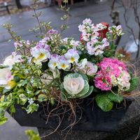 ストック,ネメシア,ネメシア,ネメシア,プリムラの画像