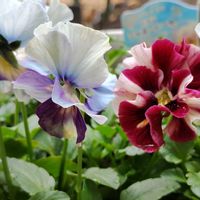 メゾンドビオラ,ビオラ マーブル,寄せ植え,鉢植え,花のある暮らしの画像