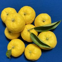 柚子,柚子,鉢植え,今日のお花,自然大好きの画像