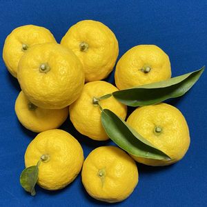 柚子,柚子,鉢植え,今日のお花,自然大好きの画像