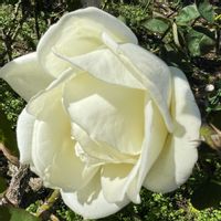 花壇,お出かけ先で,家庭菜園の画像