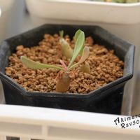 オトンナ属,コーデックス,根塊植物,タニラー,その他部屋の画像