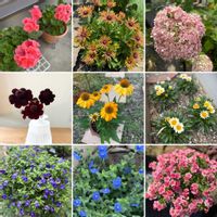 エキナセア,アメリカンブルー,カリブラコア,コリウス,ゼラニウムの画像