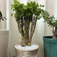 ポリシャスパセリ,観葉植物,塊根植物,ベランダガーデン,ニャンニャン祭りの画像