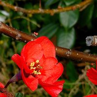 アネモネ,アリッサム,コスモス,ボケ,柚子の画像