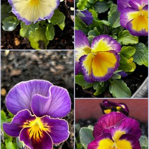 ビオラ,ビオラ 江原,種まき中毒,たねからの幸せ,種まきクラブの画像