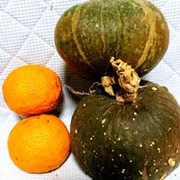 柚子,アルビカンス,オリオン,ミラ,かぼちゃの画像