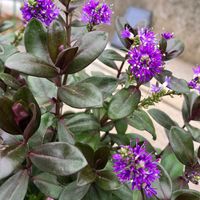 ネメシア,ベロニカ,ベロニカ グレース,ネメシア モフモフ,感謝の画像