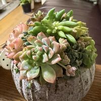 寄せ植え,多肉植物,多肉の寄せ植え,ベランダガーデニング,ベランダ多肉の画像