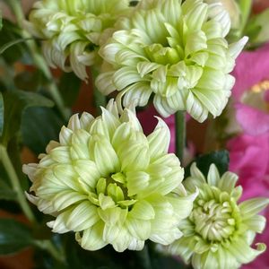 カスミソウ,カスミソウ,カスミソウ,カスミソウ,キクの画像