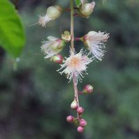 サガリバナ,一夜限りの花,沖縄,おうち園芸,ヤンバルの画像